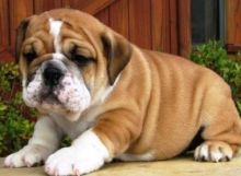 NEW!!! Elite English bulldog puppy for adoption with excellent pedigree. Male, female Image eClassifieds4U