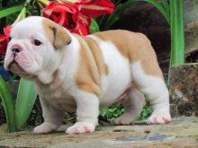 NEW!!! Elite English bulldog puppy for adoption with excellent pedigree. Male, female Image eClassifieds4U