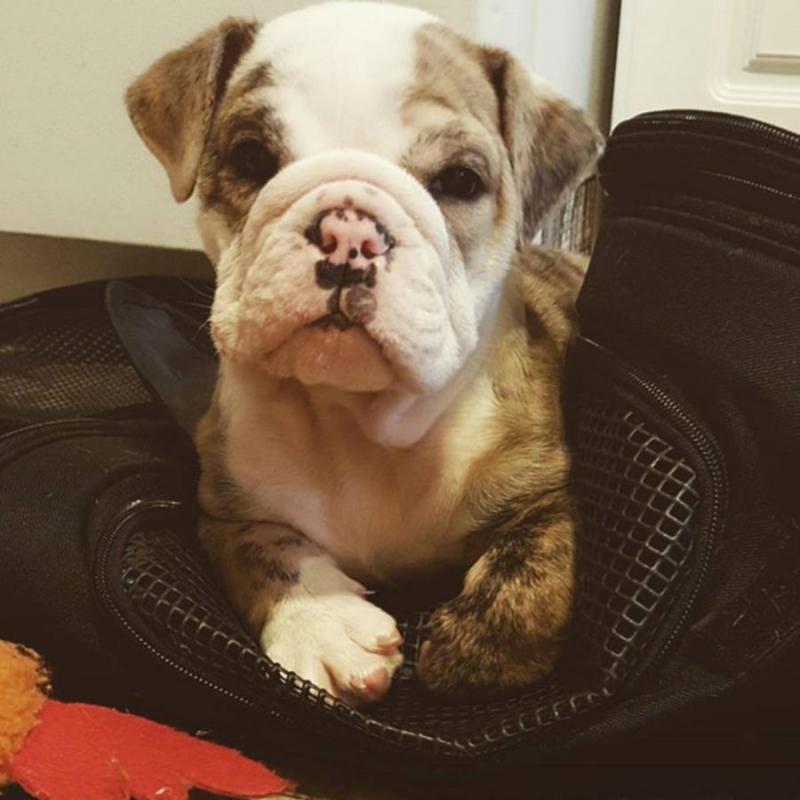 NEW!!! Elite English bulldog puppy for adoption with excellent pedigree. Male, female Image eClassifieds4u
