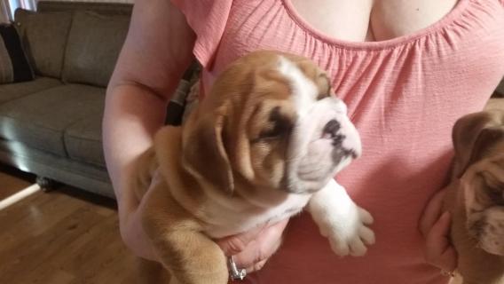 NEW!!! Elite English bulldog puppy for adoption with excellent pedigree. Male, female Image eClassifieds4u