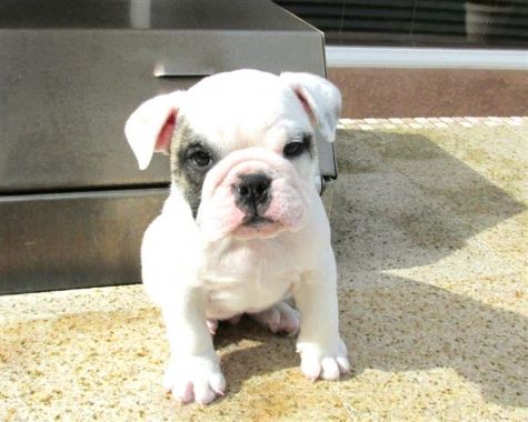 Super Adorable English Bulldog Puppies Image eClassifieds4u
