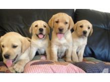 Beautiful Golden Retriever Puppies For Sale. text at (402) 277-8914)