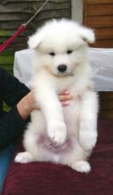 Beloved Pure Pedigree Samoyed Puppies text us (402) 277-8914)