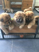 Chow Chow Puppies text at (402) 277-8914)