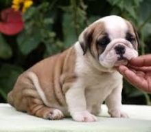 Cute English bulldogs for adoption contact::::(annamelvis225@gmail.com)