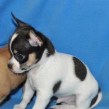 Gorgeous Pedigree Chihuahua Puppies text at (402) 277-8914)