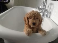 Outstanding Deep Red F1 Goldendoodle Puppies text at (402) 277-8914)