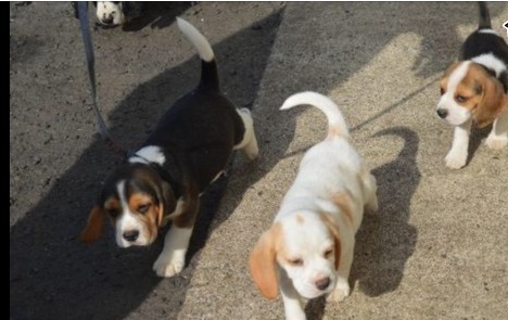 Beagle Pups text at (402) 277-8914) Image eClassifieds4u
