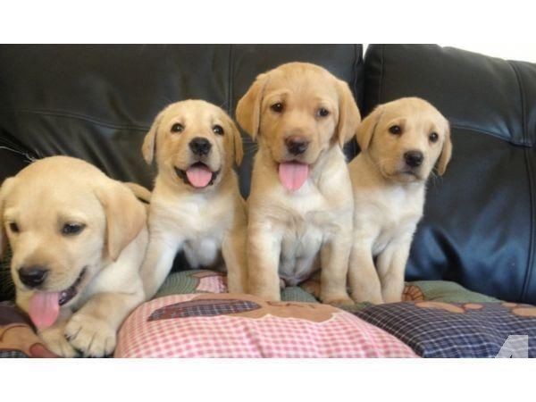 Beautiful Golden Retriever Puppies For Sale. text at (402) 277-8914) Image eClassifieds4u
