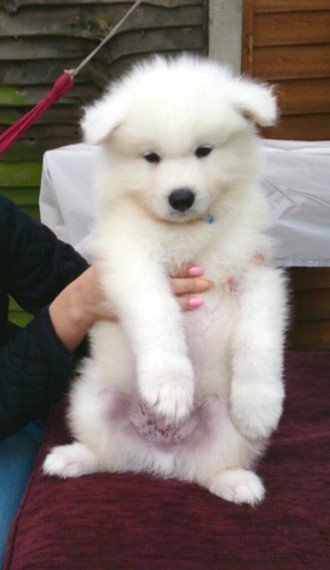 Beloved Pure Pedigree Samoyed Puppies text us (402) 277-8914) Image eClassifieds4u