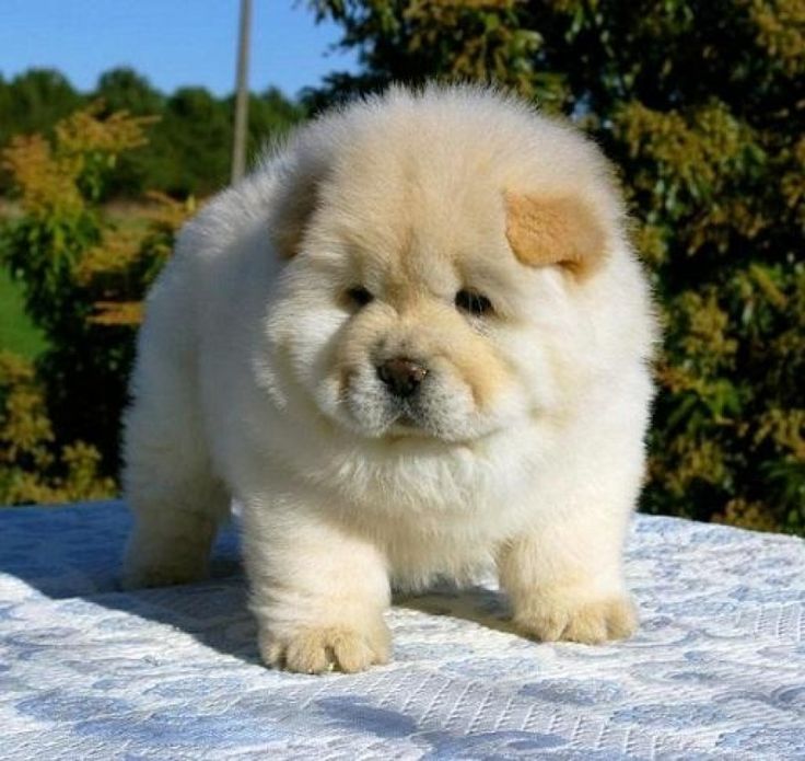 Chow Chow Puppies text at (402) 277-8914) Image eClassifieds4u