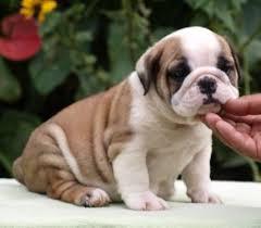 Cute English bulldogs for adoption contact::::(annamelvis225@gmail.com) Image eClassifieds4u