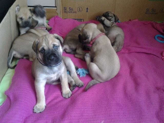 Gorgeous Pedigree Chihuahua Puppies text at (402) 277-8914) Image eClassifieds4u