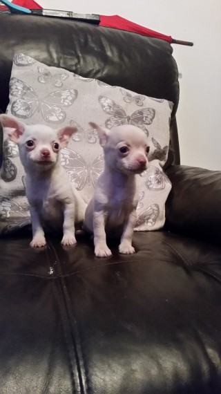 Gorgeous Pedigree Chihuahua Puppies text at (402) 277-8914) Image eClassifieds4u