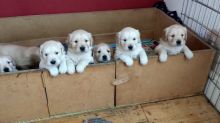 Beautiful Golden Retriever Puppies For Sale. text at (402) 277-8914) Image eClassifieds4u 2