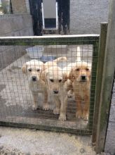 Beautiful Golden Retriever Puppies For Sale. text at (402) 277-8914) Image eClassifieds4u 3