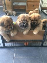 Chow Chow Puppies text at (402) 277-8914) Image eClassifieds4u 1