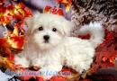 Cute Maltese Puppies for adoption contact::::(annamelvis225@gmail.com) Image eClassifieds4U