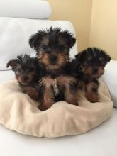 Small Size - Yorkshire Terrier Puppies text at (402) 277-8914) Image eClassifieds4U
