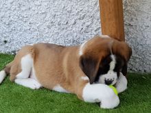 St Bernards Rough & Smooth Coat text at (402) 277-8914) Image eClassifieds4U