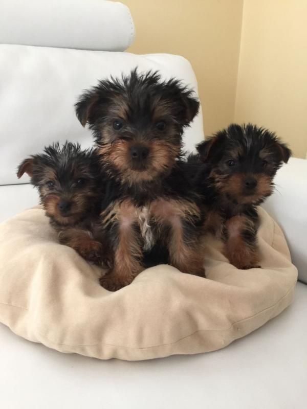 Small Size - Yorkshire Terrier Puppies text at (402) 277-8914) Image eClassifieds4u