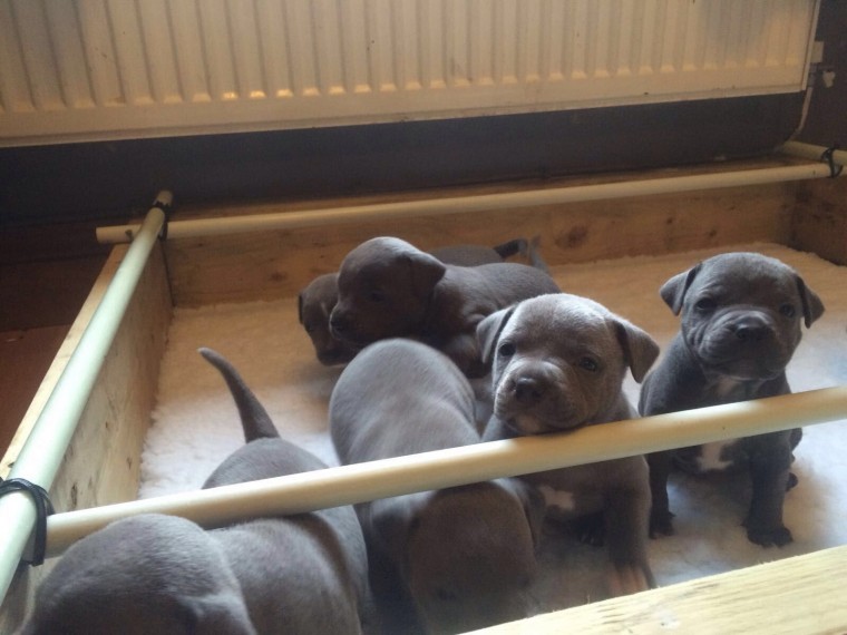 Stunning Blue Staffordshire Bull Terrier For Sale text at (402) 277-8914) Image eClassifieds4u