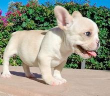 Healthy French Bulldog puppies for sale