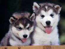 Siberian huskies for free adoption