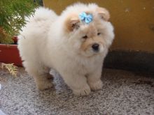 Adorable Chow Chow Puppies Now Ready For Adoption Image eClassifieds4u 3