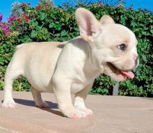 Healthy French Bulldog puppies for sale Image eClassifieds4U
