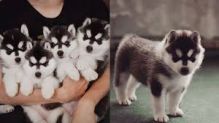 Siberian huskies for adoption Image eClassifieds4U