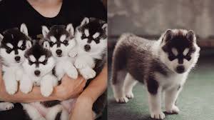 Siberian huskies for adoption Image eClassifieds4u