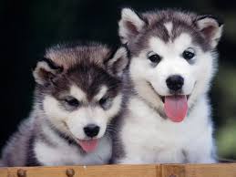 Siberian huskies for free adoption Image eClassifieds4u