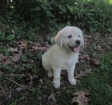 Leia!! Gorgeous Female Golden Retriever Pup.