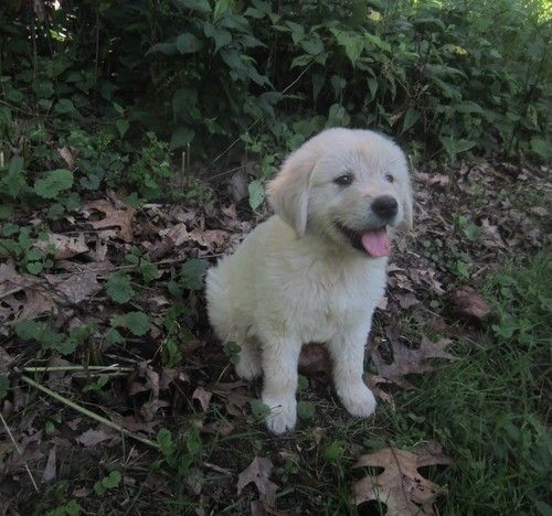 Leia!! Gorgeous Female Golden Retriever Pup. Image eClassifieds4u