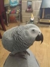 AFRICAN GREY TALKING PARROTS FOR SALE