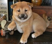 CKC Shiba Inu Puppies