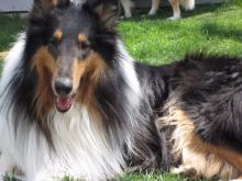 ****Rough Collie (LASSIE) puppies**** Image eClassifieds4u 2