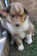 ****Rough Collie (LASSIE) puppies**** Image eClassifieds4u 3