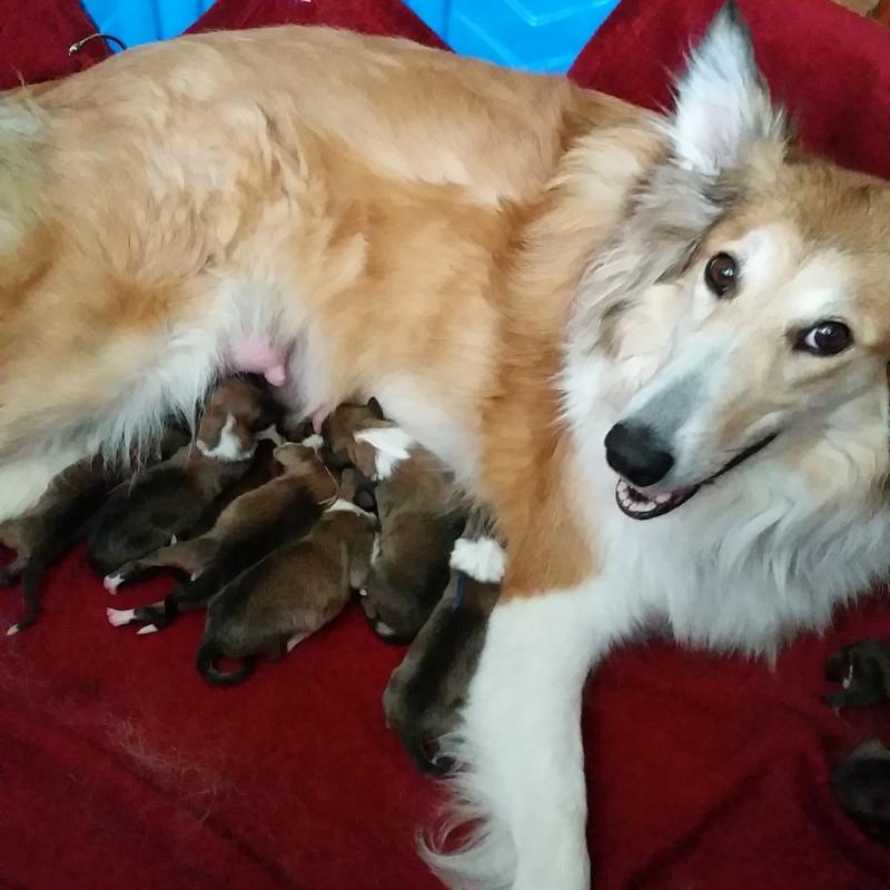 ****Rough Collie (LASSIE) puppies**** Image eClassifieds4u