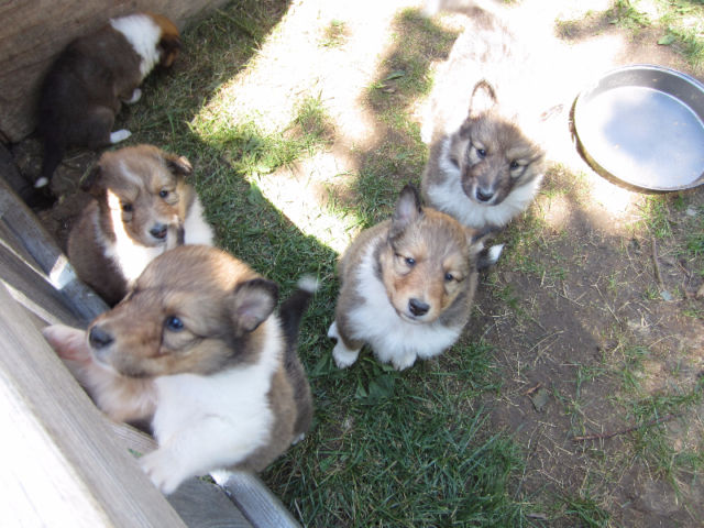 ****Rough Collie (LASSIE) puppies**** Image eClassifieds4u