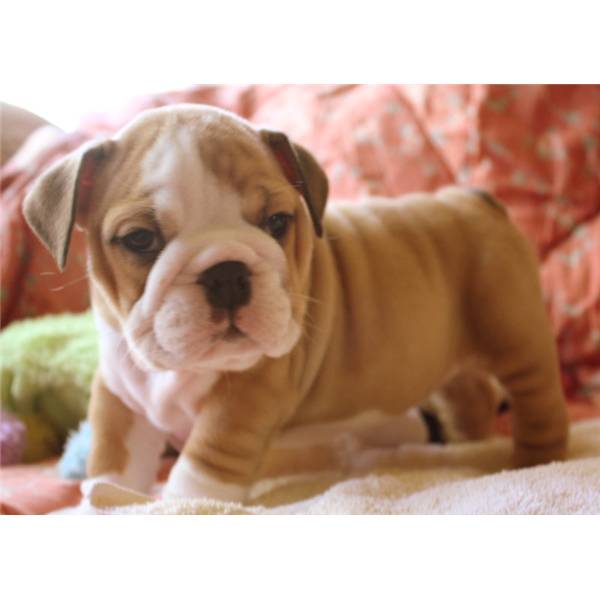 ENGLISH BULLDOG PUPPIES Image eClassifieds4u