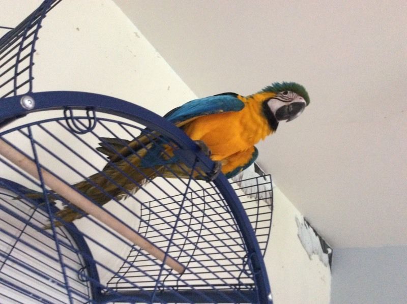 macaw parrots Image eClassifieds4u