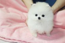 Puppies ready for adoption