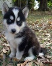 3 Months old Siberian Husky male for re-homing