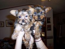 Adorable AKC Yorkshire Terrier puppies -11 weeks Old