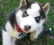 Adorable CKC Siberian Husky Puppies for offer