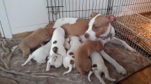 Amazing red nose APBT puppies born June 6, various colors