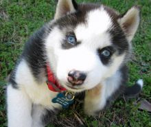 Beautiful 11 week old Siberian Husky pups