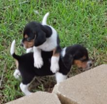 Beautiful little tri colored Beagle puppies coming available.